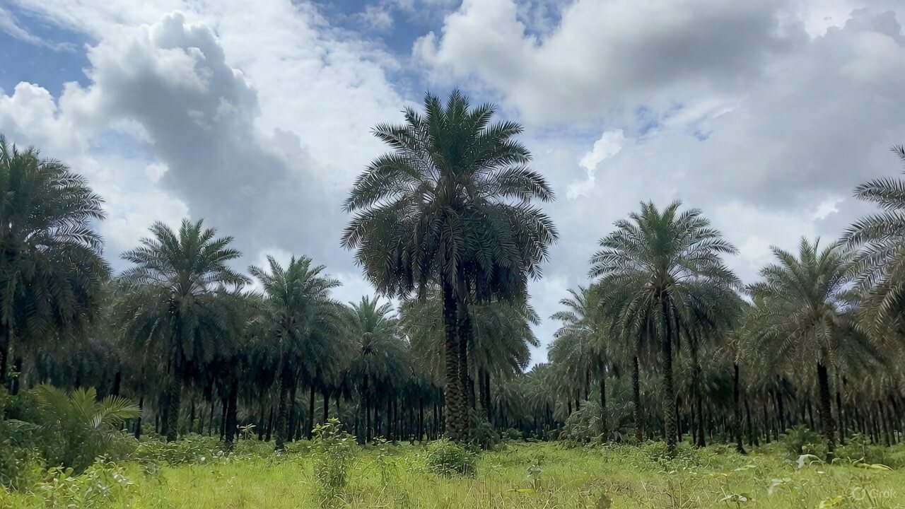 Premium palm oil farm in Edo State, Nigeria – WYKIS Empire sourcing location